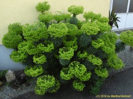 Euphorbia characias subsp. wulfenii